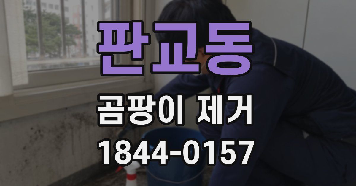 판교동 곰팡이 제거