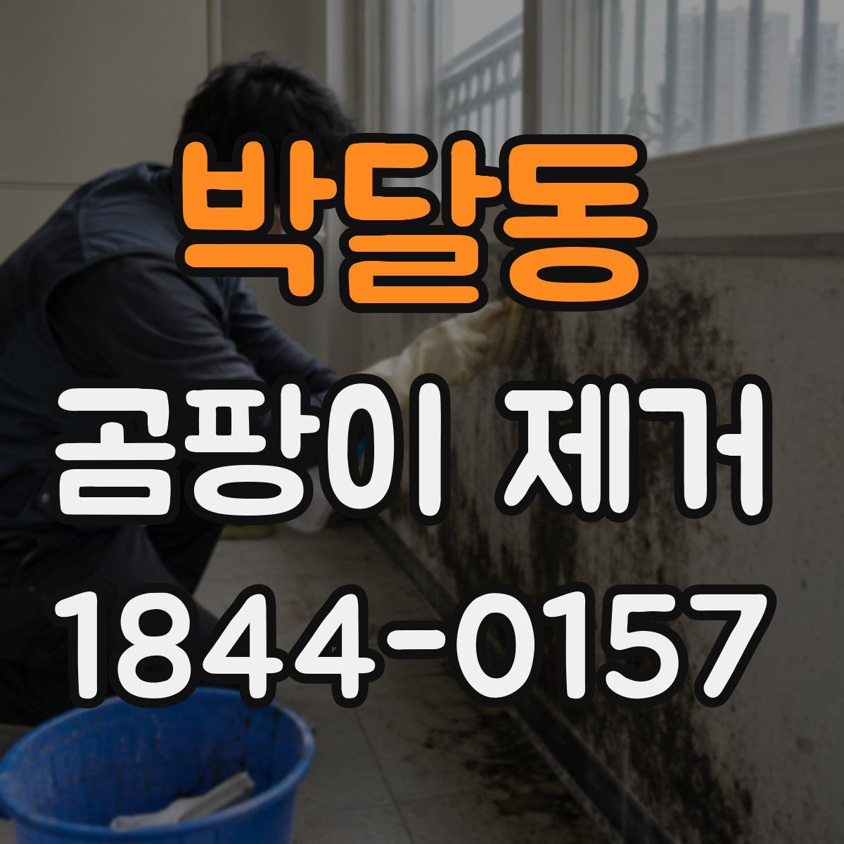 박달동 곰팡이 제거