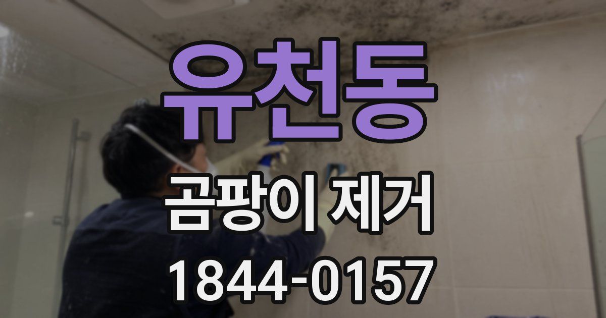 유천동 곰팡이 제거