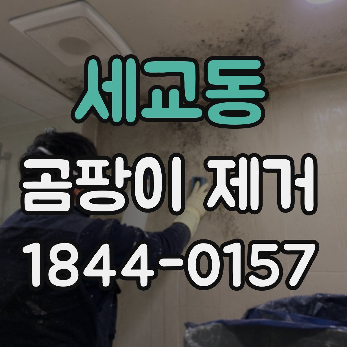 세교동 곰팡이 제거