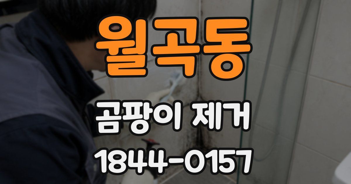 월곡동 곰팡이 제거