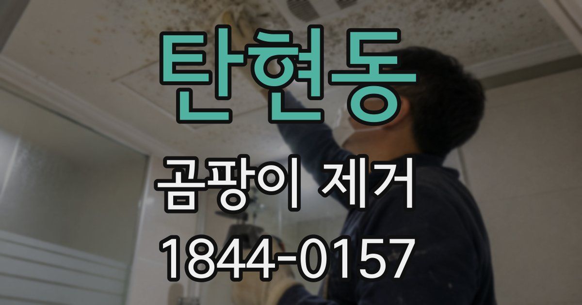 탄현동 곰팡이 제거