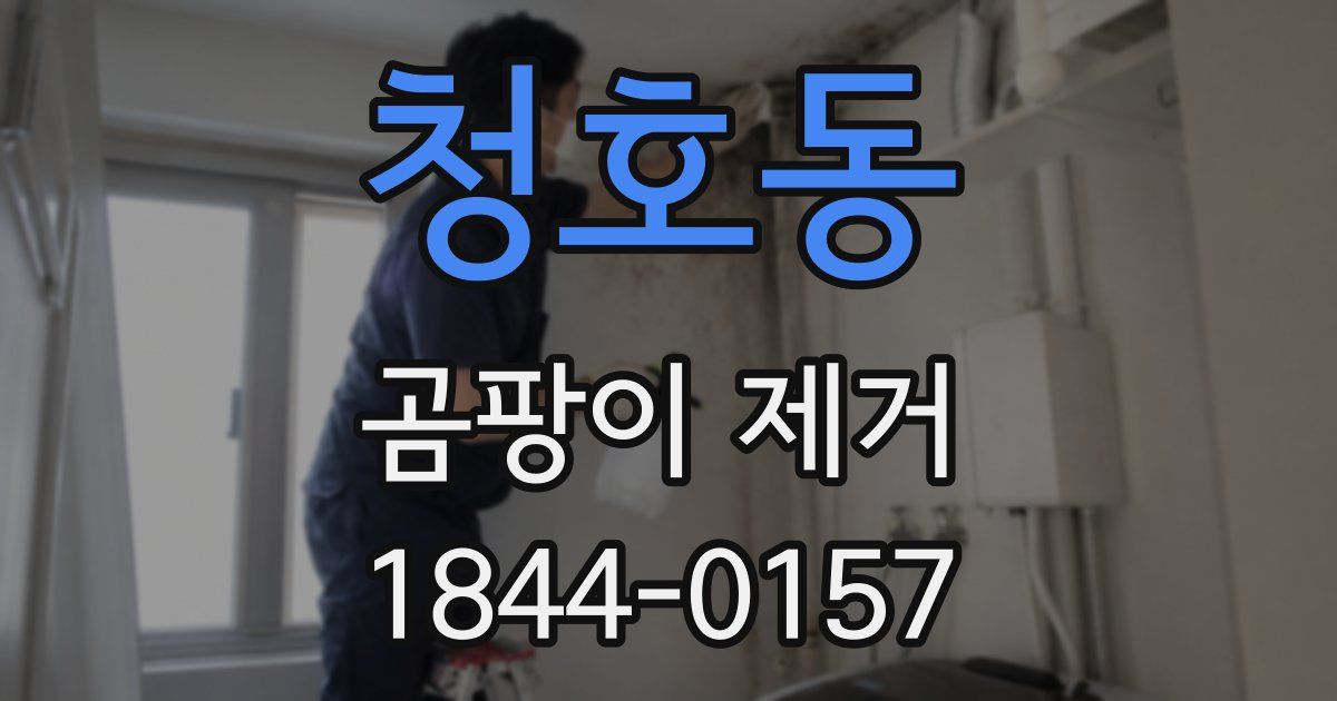 청호동 곰팡이 제거