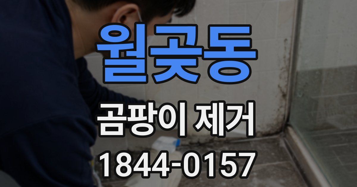 월곶동 곰팡이 제거