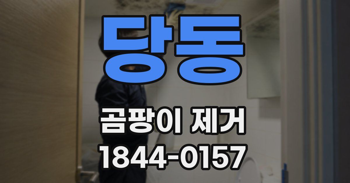 당동 곰팡이 제거
