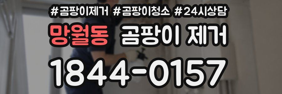 망월동 곰팡이 제거