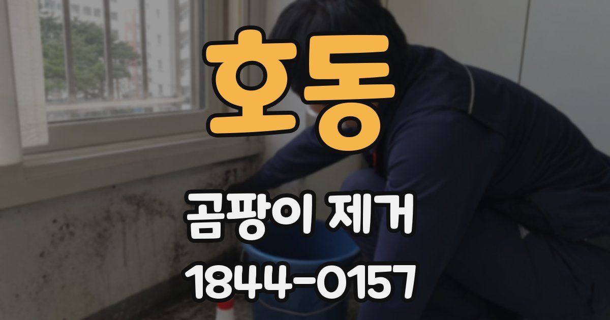 호동 곰팡이 제거