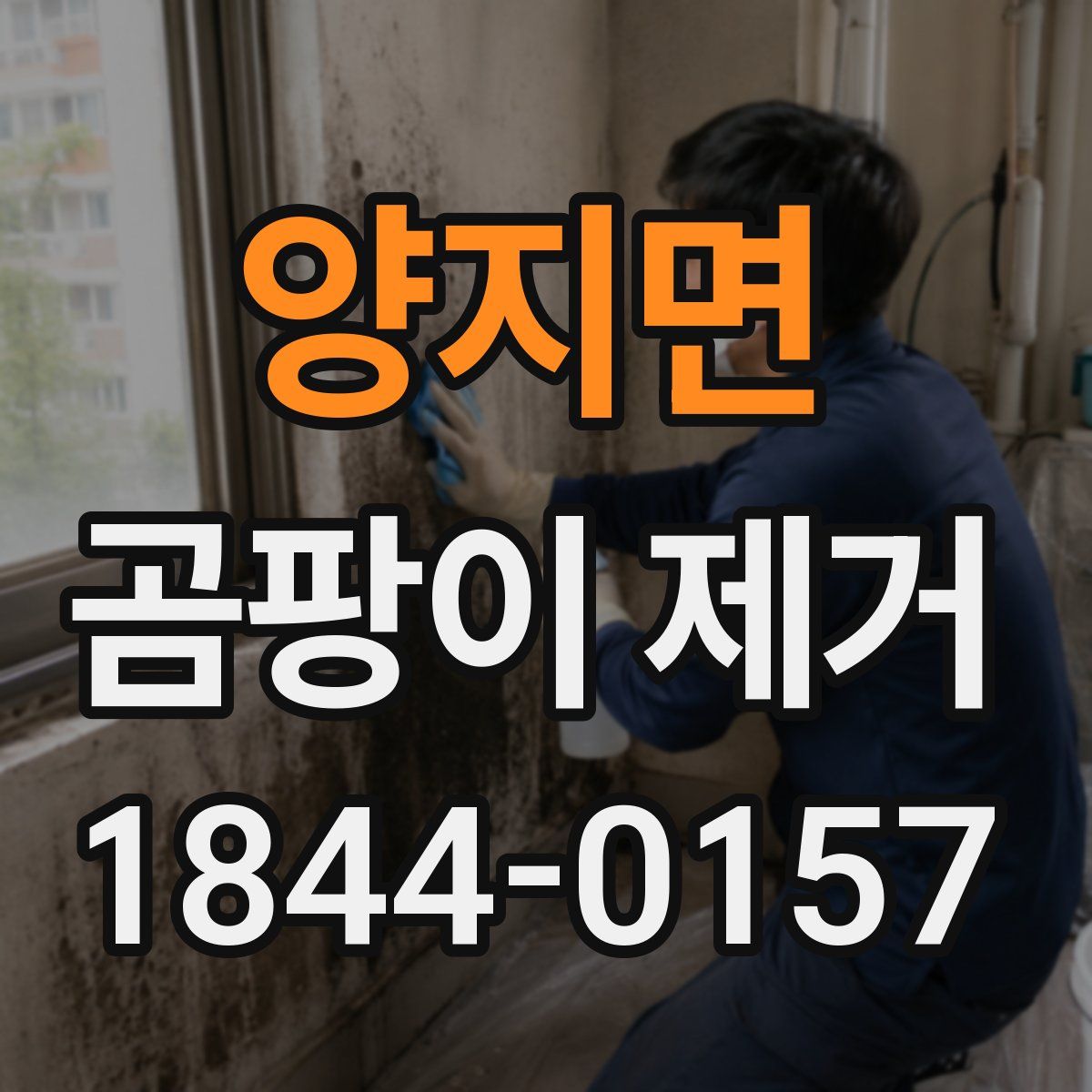 양지면 곰팡이 제거