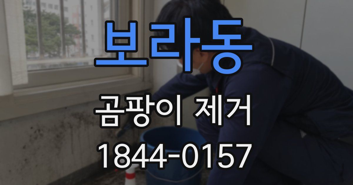 보라동 곰팡이 제거