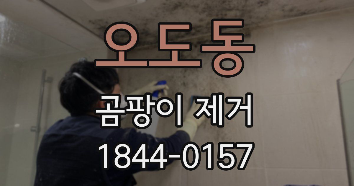 오도동 곰팡이 제거