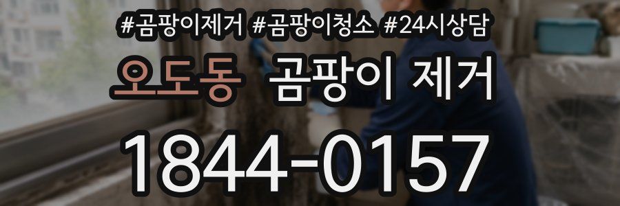 오도동 곰팡이 제거