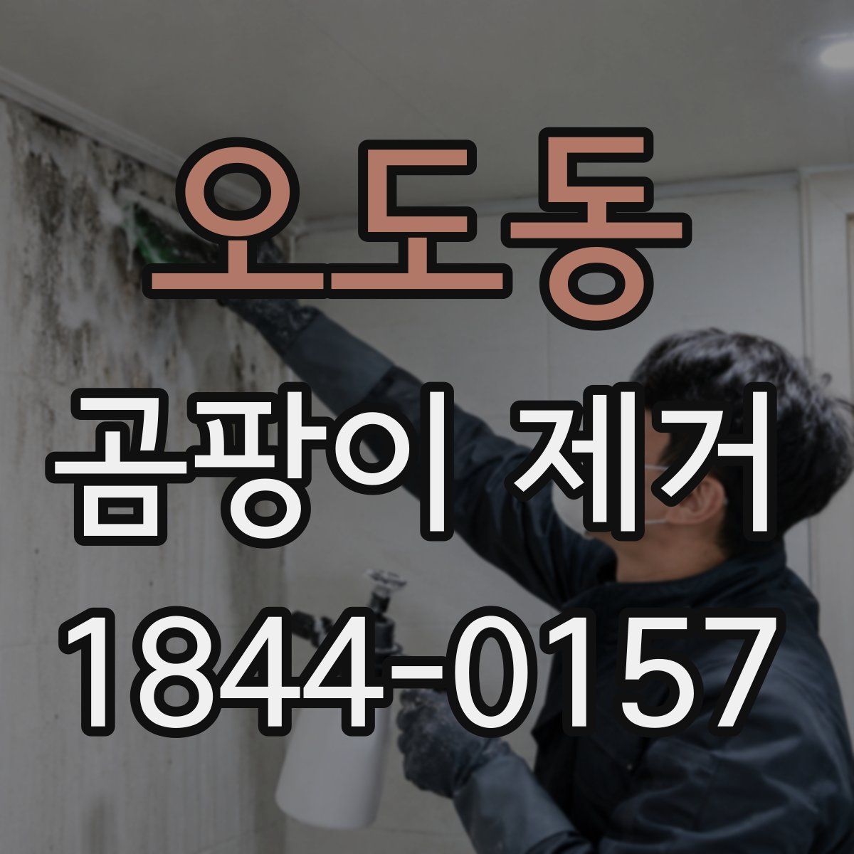 오도동 곰팡이 제거