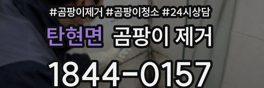 탄현면 곰팡이 제거
