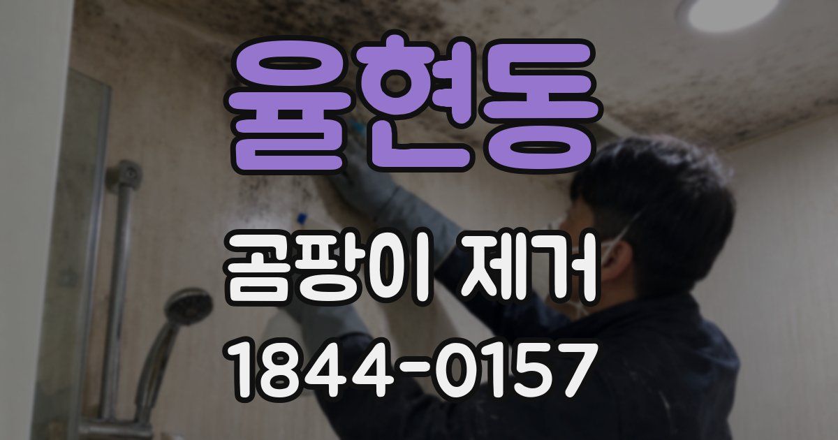 율현동 곰팡이 제거