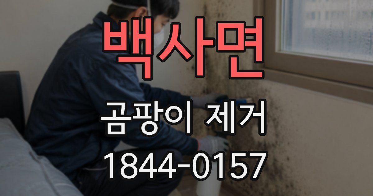백사면 곰팡이 제거