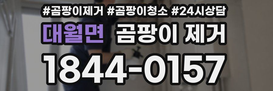 대월면 곰팡이 제거