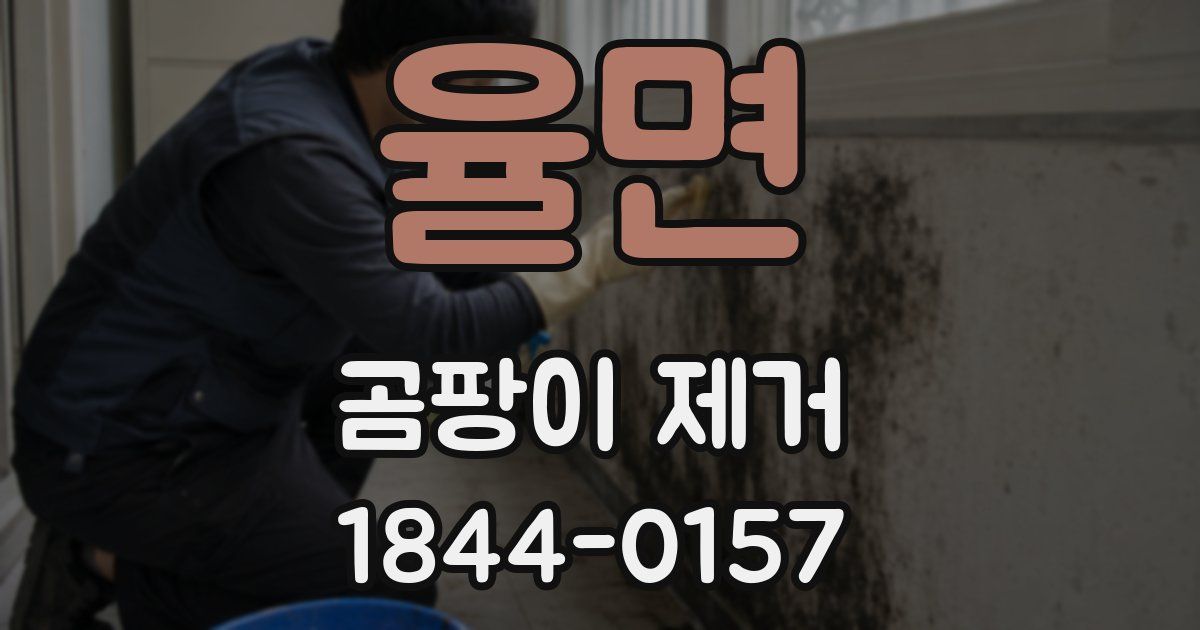 율면 곰팡이 제거