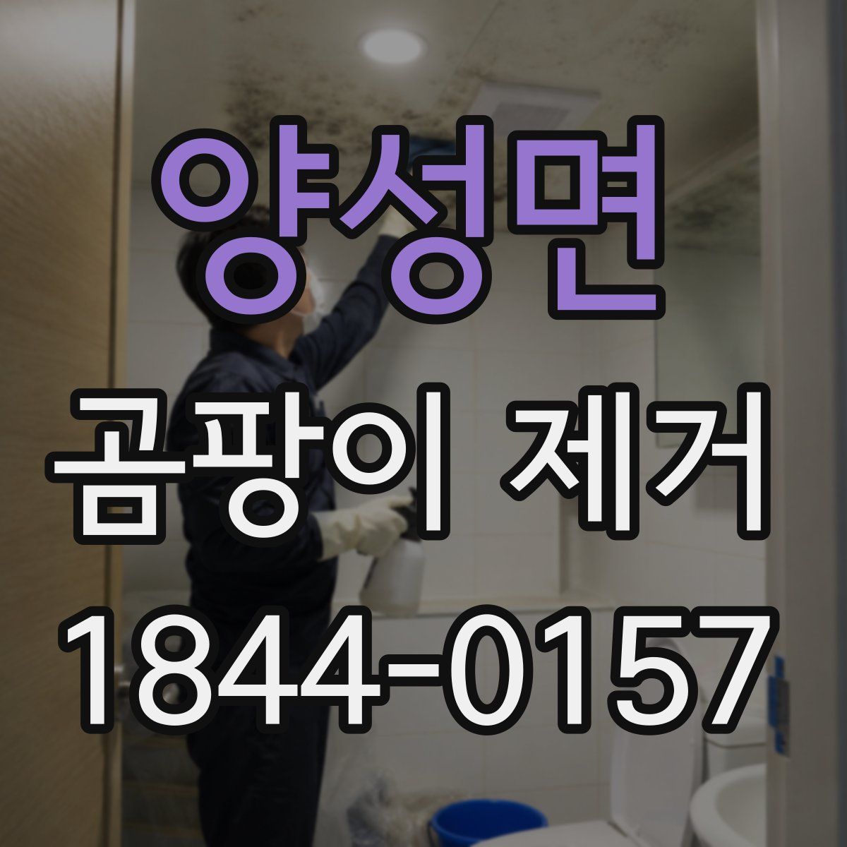 양성면 곰팡이 제거