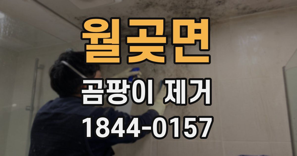 월곶면 곰팡이 제거