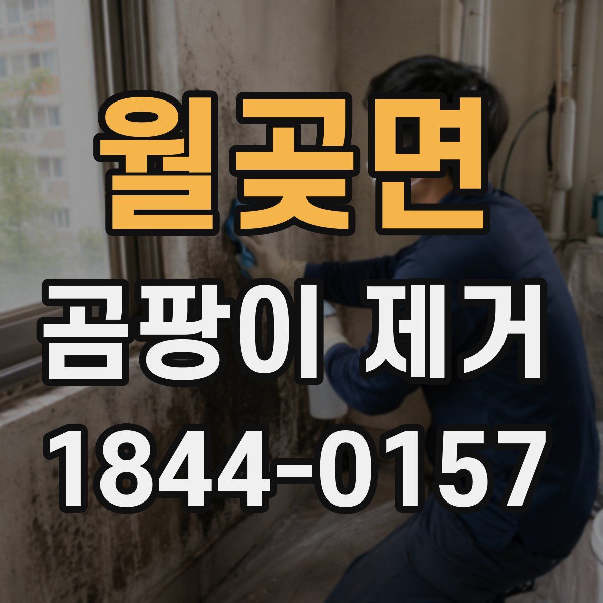 월곶면 곰팡이 제거