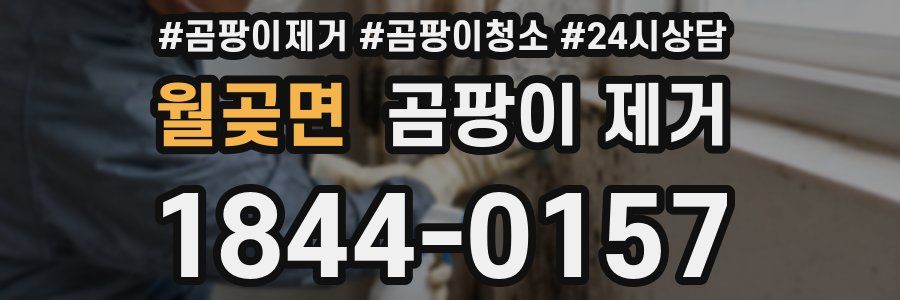 월곶면 곰팡이 제거