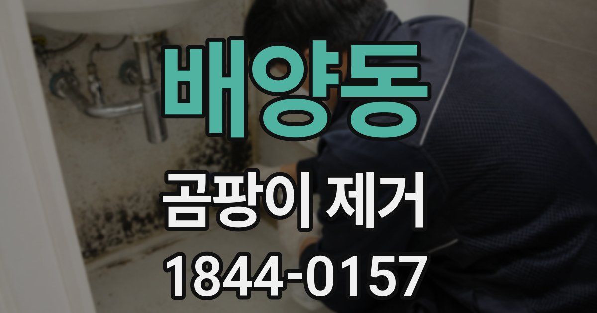 배양동 곰팡이 제거