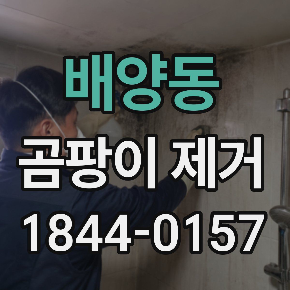 배양동 곰팡이 제거