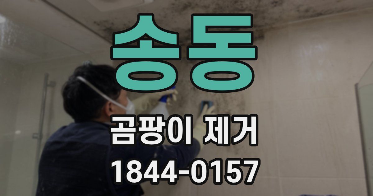 송동 곰팡이 제거