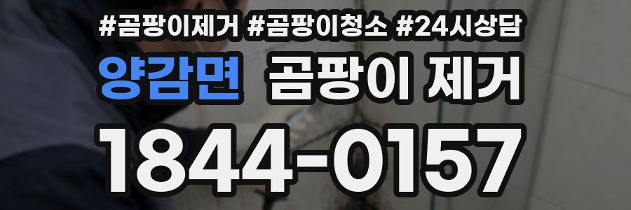양감면 곰팡이 제거