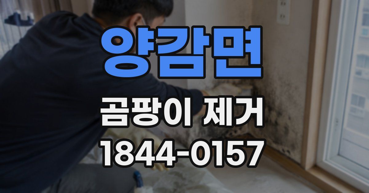 양감면 곰팡이 제거