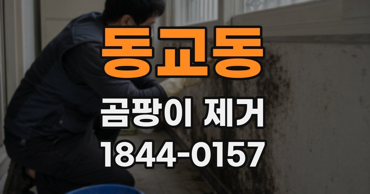 동교동 곰팡이 제거