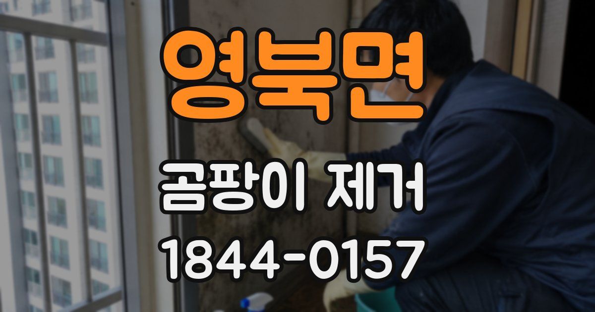 영북면 곰팡이 제거