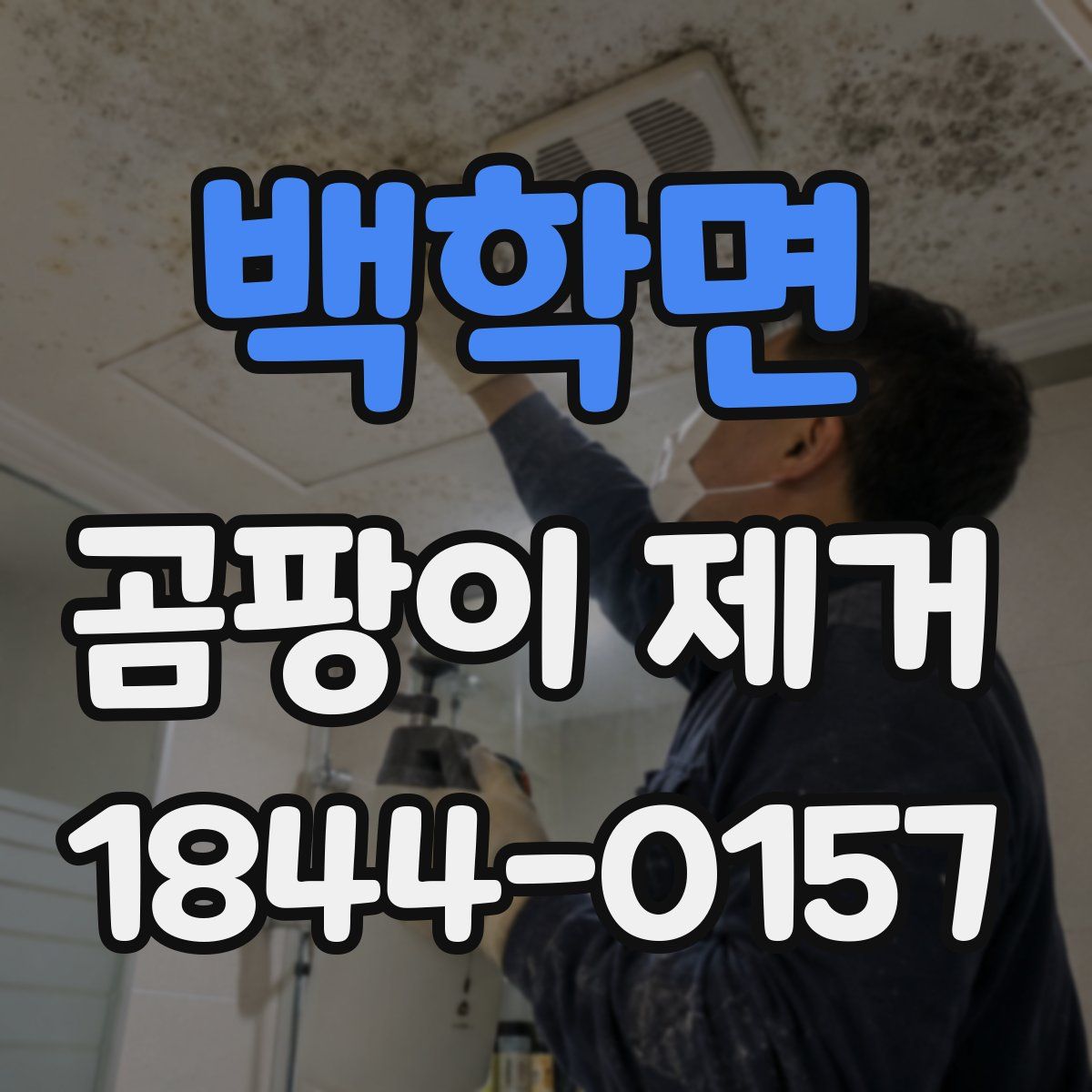 백학면 곰팡이 제거