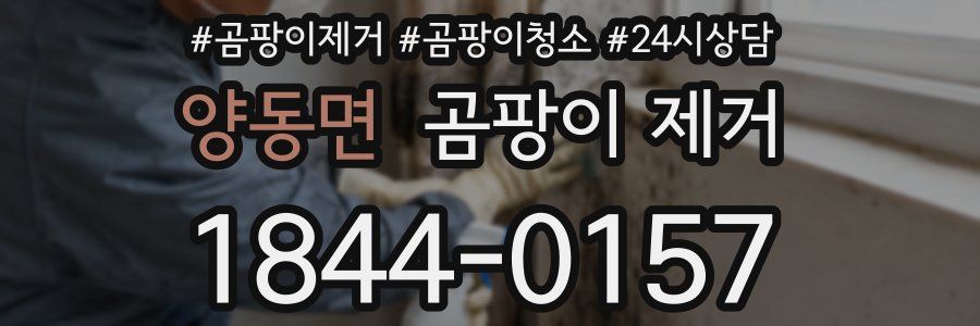 양동면 곰팡이 제거