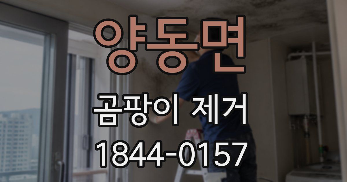 양동면 곰팡이 제거