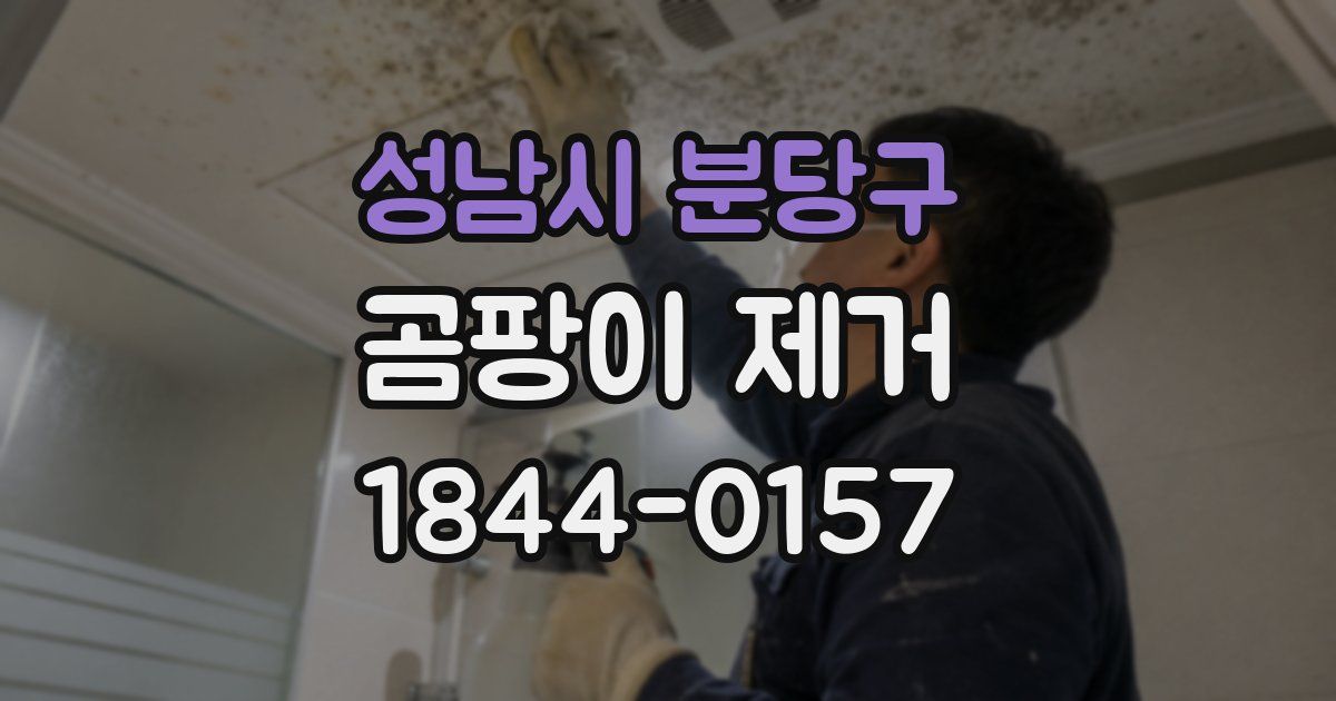 성남시 분당구 곰팡이 제거