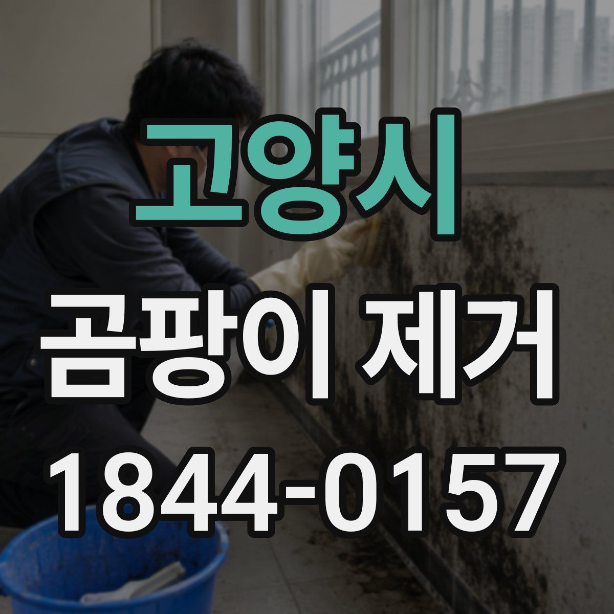 고양시 곰팡이 제거