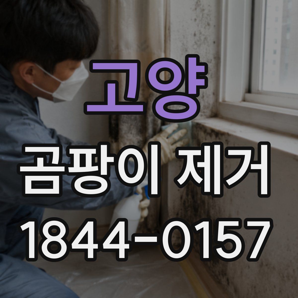 고양 곰팡이 제거