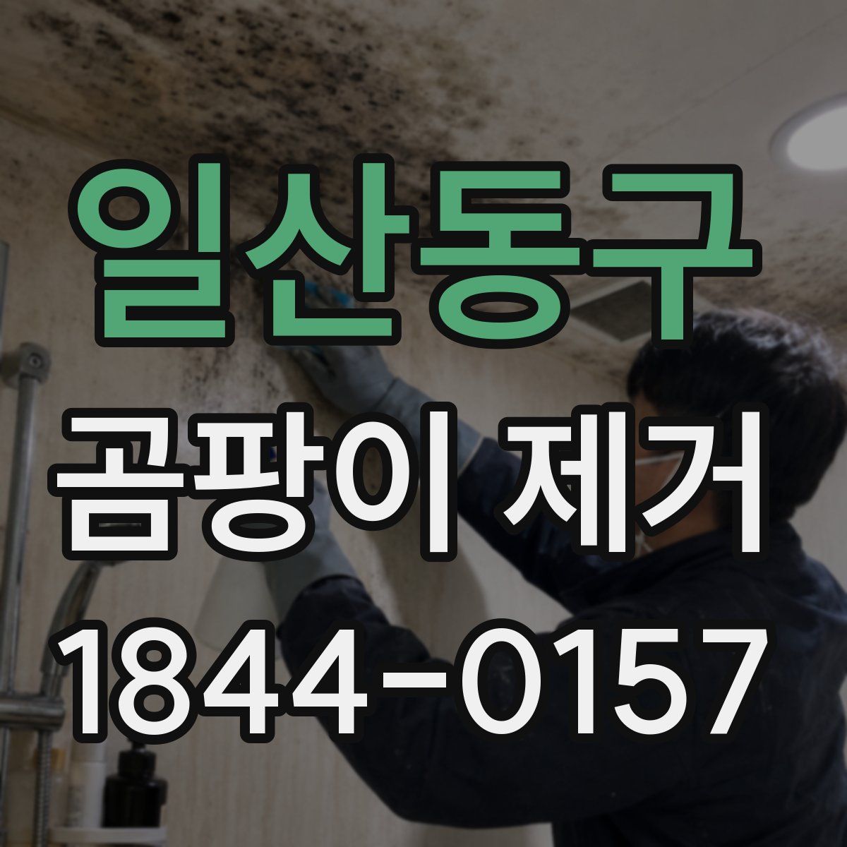 일산동구 곰팡이 제거