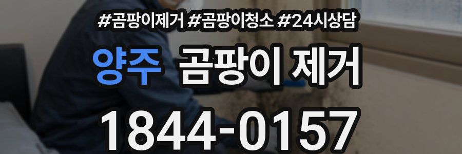 양주 곰팡이 제거
