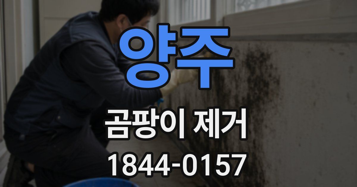 양주 곰팡이 제거