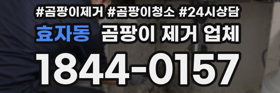 효자동 곰팡이 제거 업체