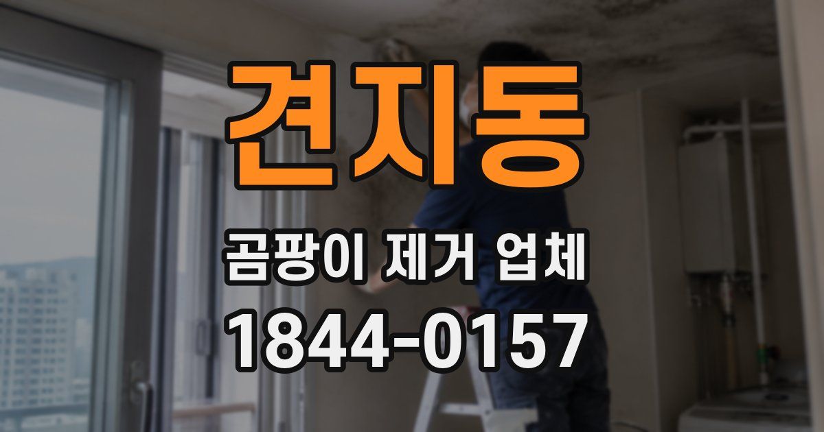 견지동 곰팡이 제거 업체