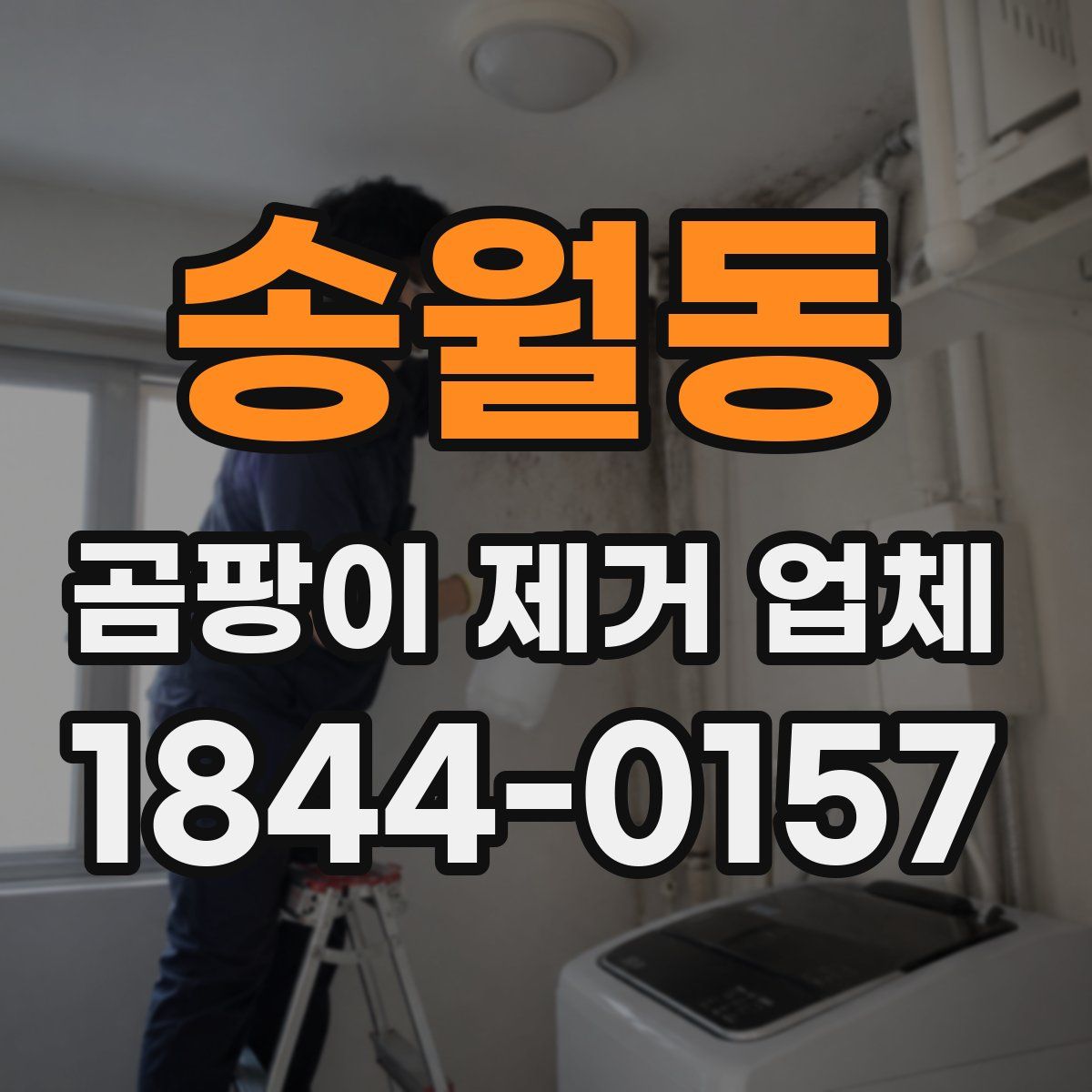 송월동 곰팡이 제거 업체