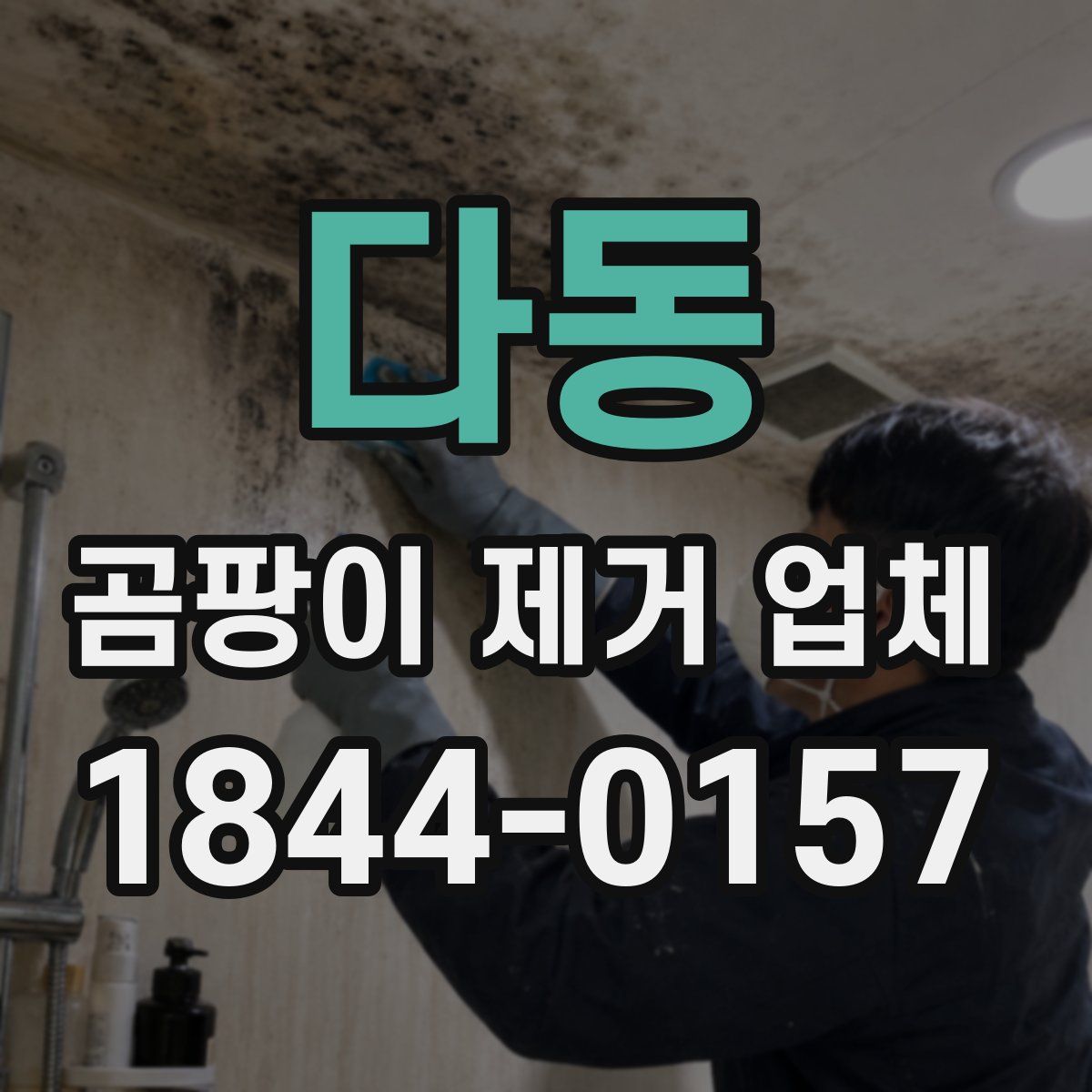 다동 곰팡이 제거 업체