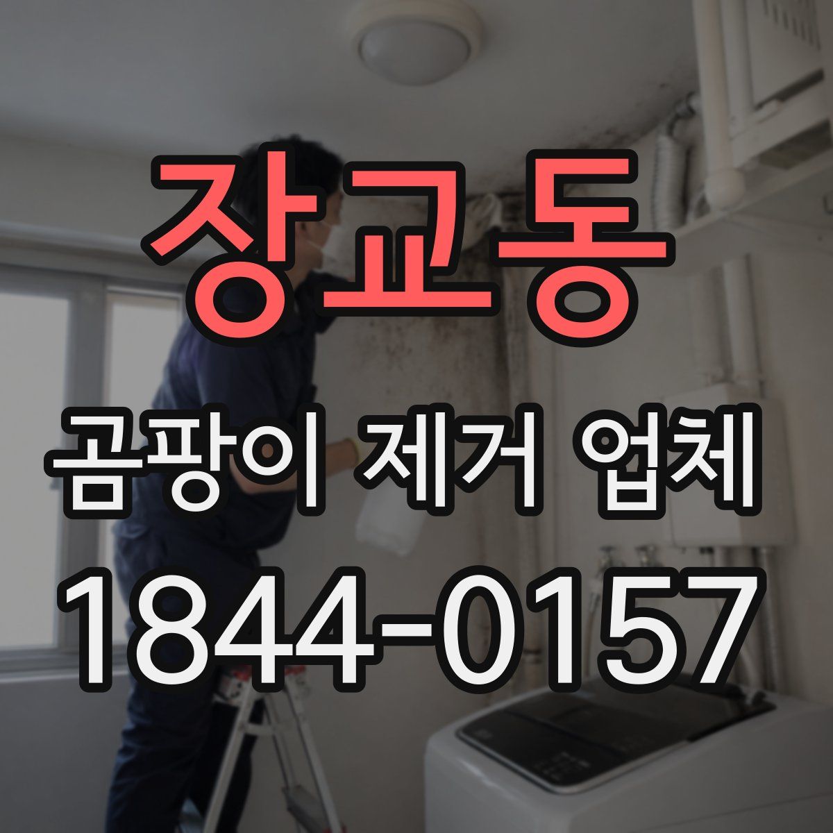 장교동 곰팡이 제거 업체