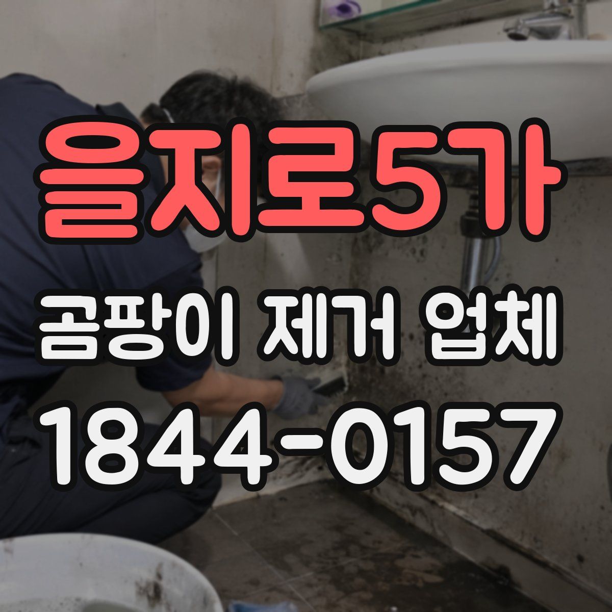을지로5가 곰팡이 제거 업체