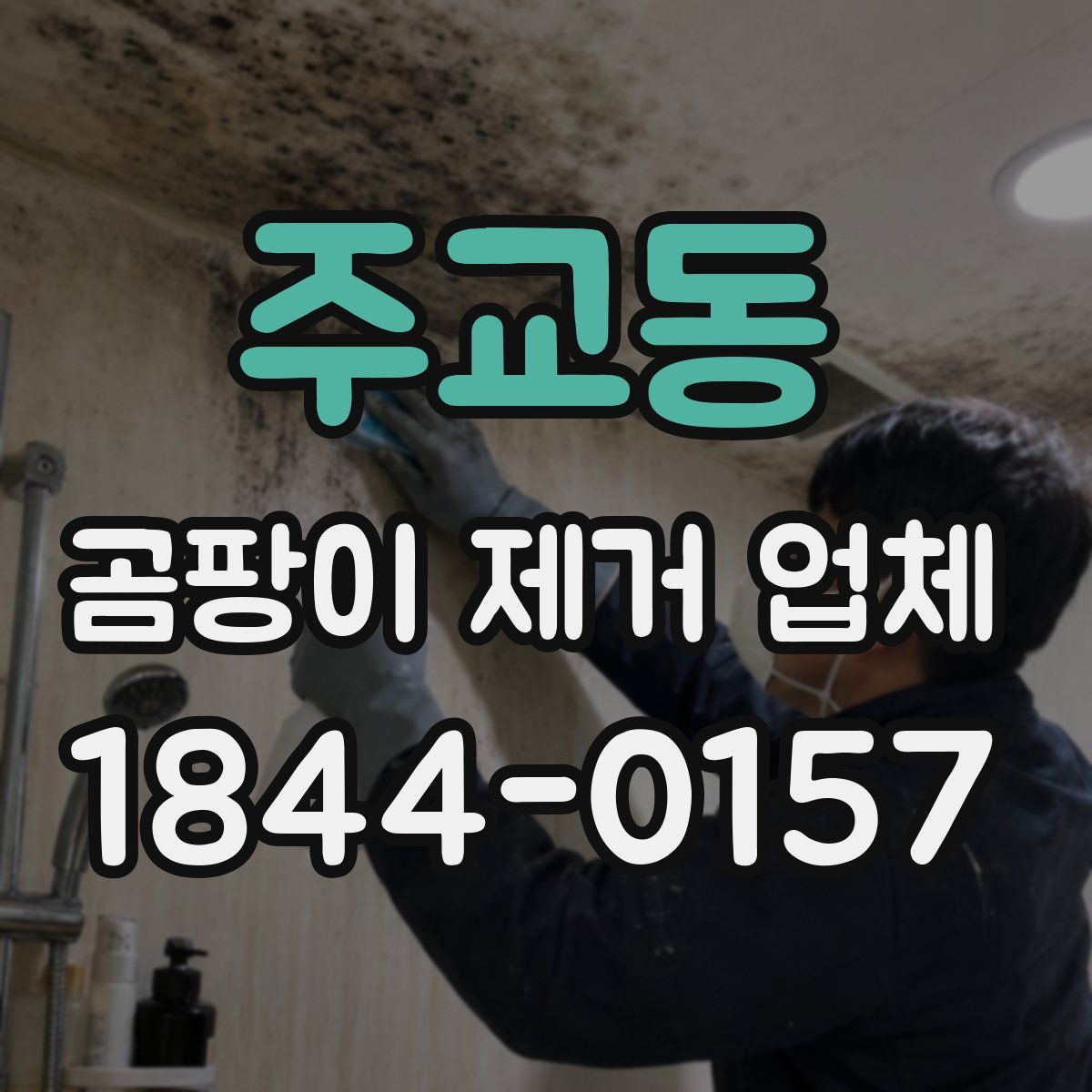 주교동 곰팡이 제거 업체