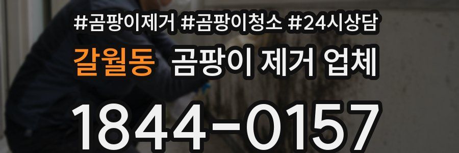 갈월동 곰팡이 제거 업체