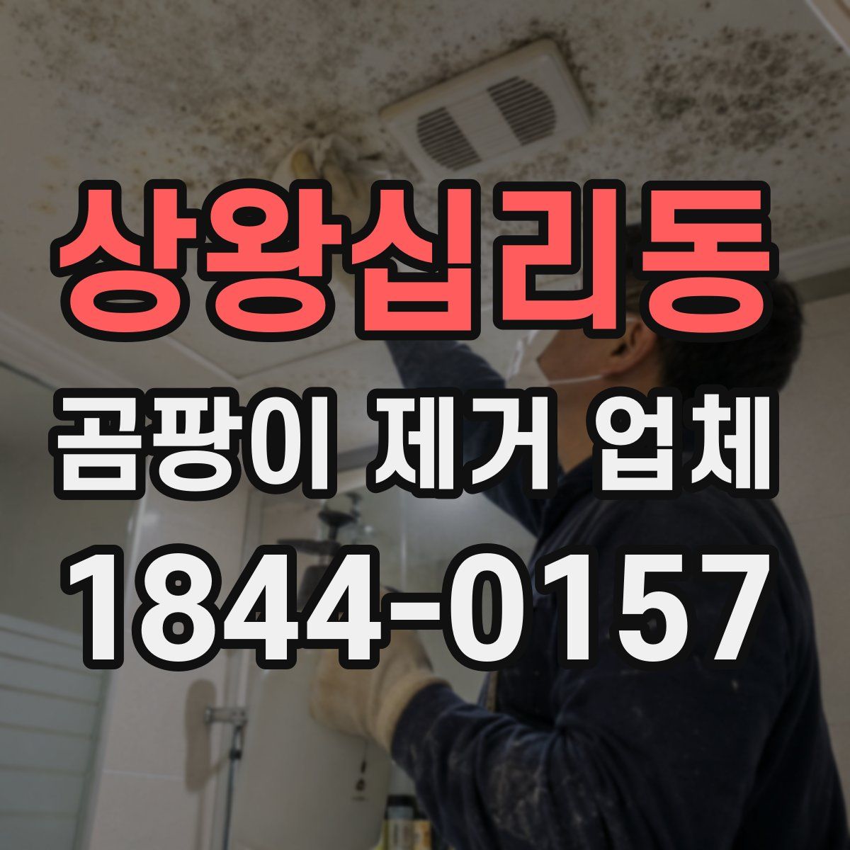 상왕십리동 곰팡이 제거 업체